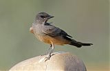 Say's Phoebe