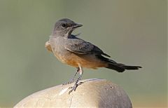 Say's Phoebe