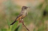 Say's Phoebe