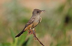 Say's Phoebe