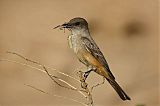 Say's Phoebe