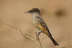 Say's Phoebe