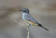 Say's Phoebe