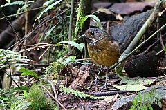 Scaled Antpitta