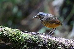 Scaled Antpitta