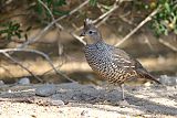 Scaled Quail