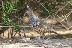 Scaled Quail