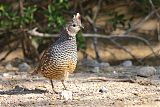 Scaled Quail