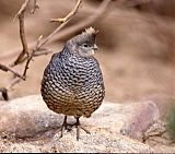 Scaled Quail