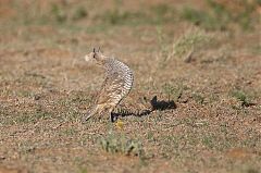 Scaled Quail