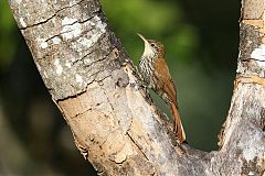 Scaled Woodcreeper