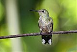 Scaly-breasted Hummingbird