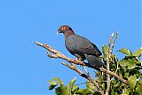 Scaly-naped Pigeonborder=