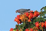 Scaly-naped Pigeonborder=