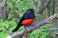 Scarlet-bellied Mountain Tanager