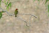 Scarlet-hooded Barbet