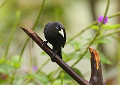 Scarlet-rumped Cacique