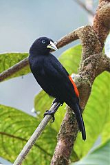 Scarlet-rumped Cacique