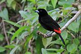 Scarlet-rumped Tanager