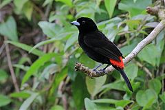 Scarlet-rumped Tanager