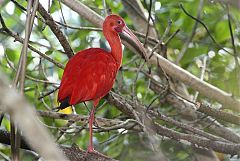 Scarlet Ibis