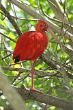 Scarlet Ibis