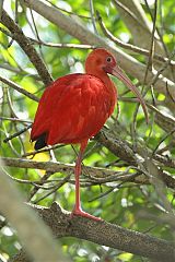 Scarlet Ibis