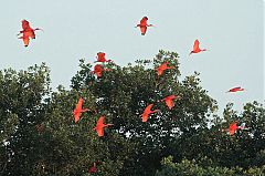 Scarlet Ibis