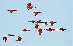 Scarlet Ibis