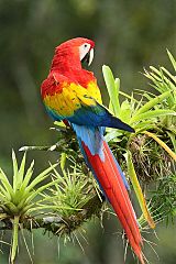 Scarlet Macaw