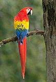 Scarlet Macaw