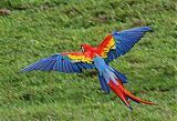 Scarlet Macaw