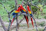 Scarlet Macaw