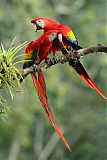 Scarlet Macaw