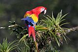 Scarlet Macaw