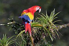 Scarlet Macaw