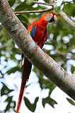 Scarlet Macaw