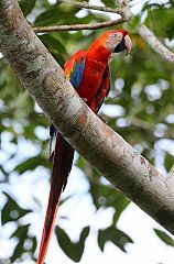 Scarlet Macaw