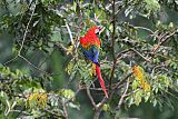 Scarlet Macaw