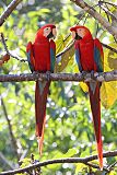 Scarlet Macaw