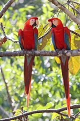 Scarlet Macaw