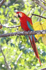 Scarlet Macaw