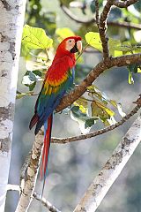 Scarlet Macaw