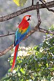 Scarlet Macaw