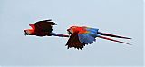 Scarlet Macaw