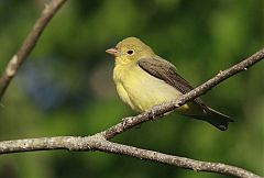 Scarlet Tanager