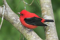 Scarlet Tanager