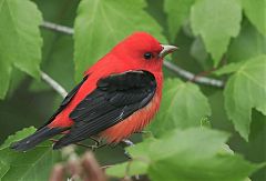 Scarlet Tanager