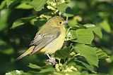 Scarlet Tanager