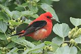 Scarlet Tanager